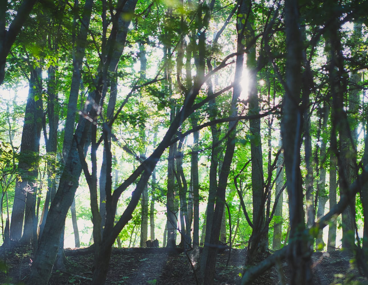 うらほろの森の景色